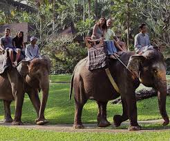 Elephant Park Tour