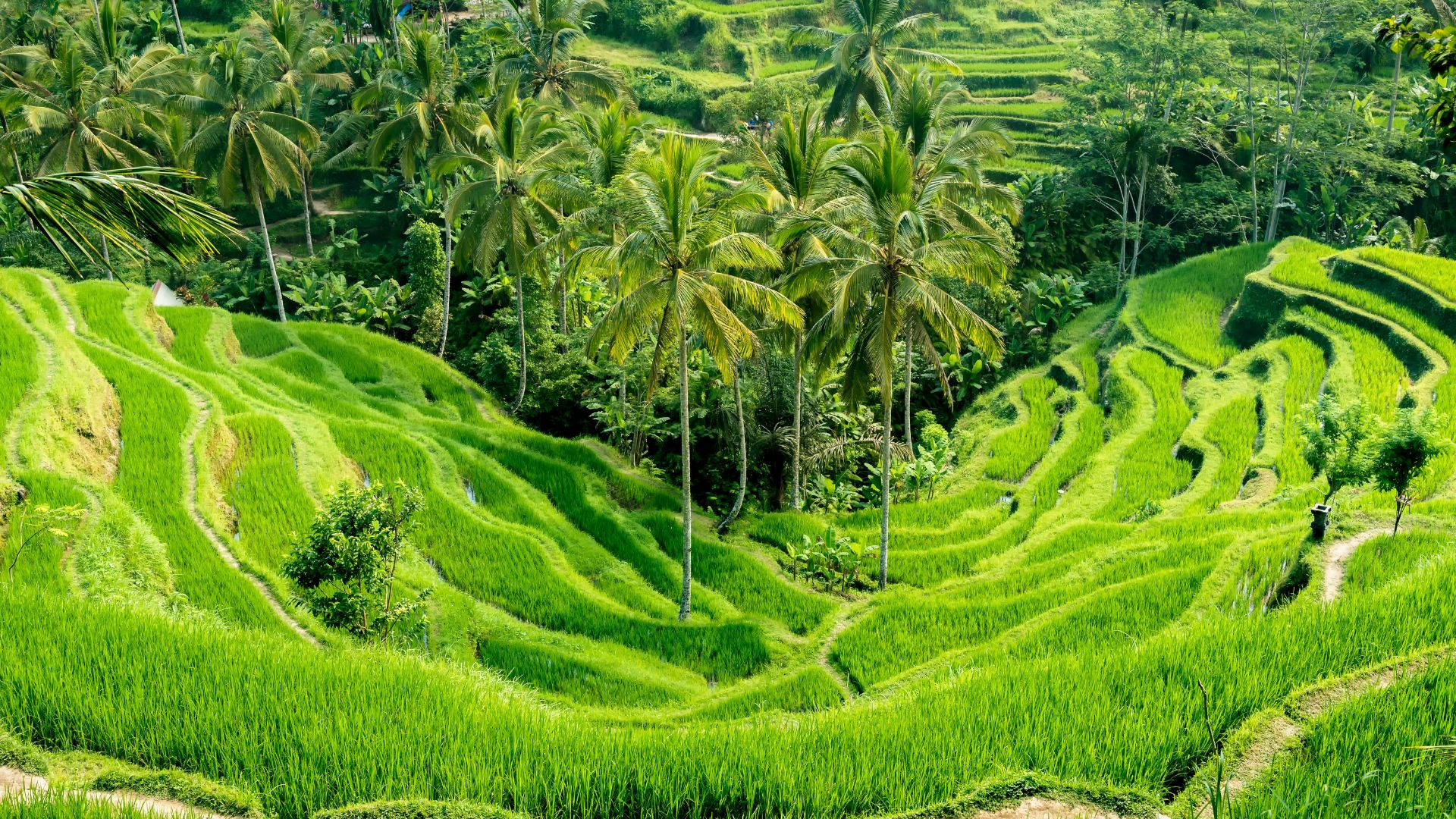 Ubud Tour
